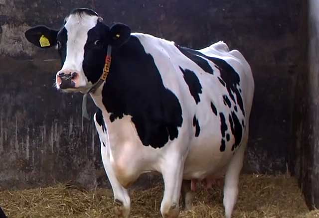 Коровы холмогорской породы: характеристика быков, фото крс и описание бычков-холмогор на сайте