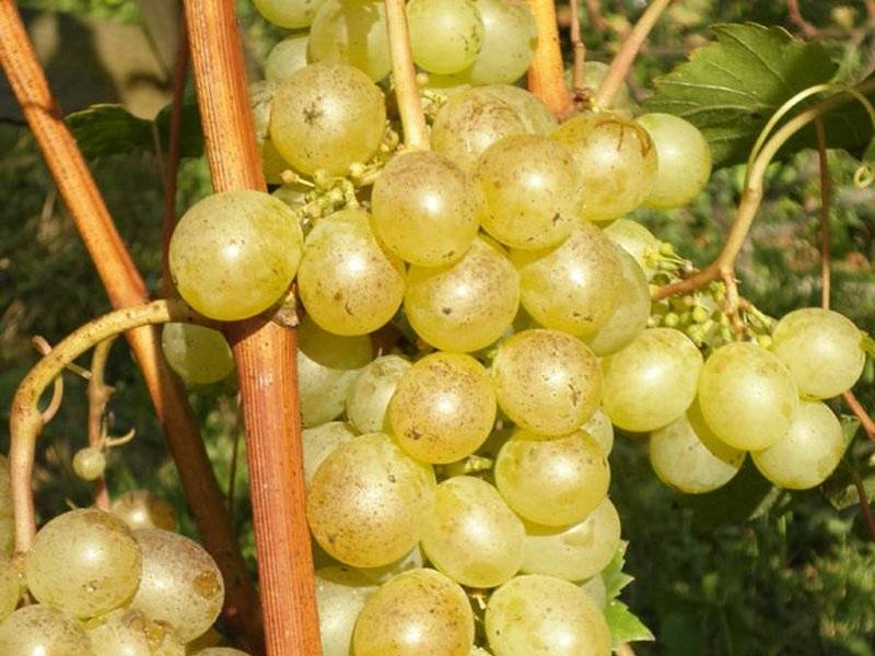 Супер ранние сорта винограда для средней полосы 2021