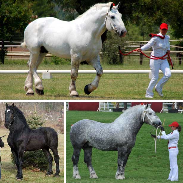 Першерон лошади: описание и размеры породы — особенности разведения в домашних условиях