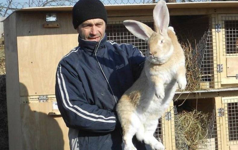Кролики породы ризен: характеристики, содержание, разведение и отзывы :: syl.ru