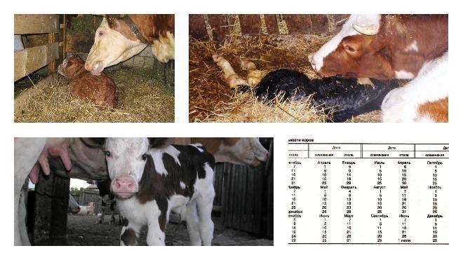 Кормление крс | кормление сухостойных коров