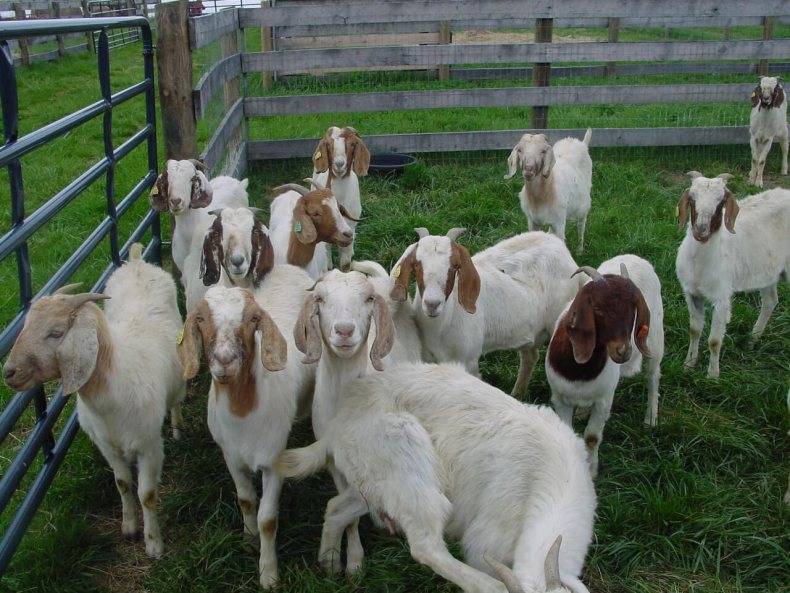 Домашняя коза: рекомендации и основные правила разведения для начинающих. с чего начать и как содержать козу (85 фото)