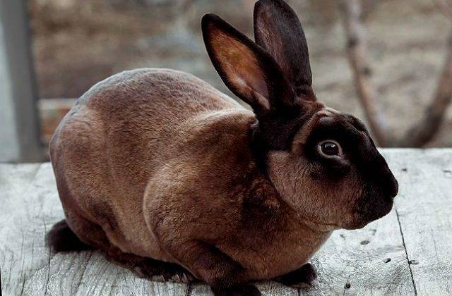 Декоративные кролики рекс – карликовые «короли» в плюшевых шубах