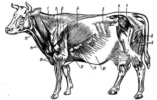 Вымя коровы: строение, гигиена, болезни и их лечение (бородавки, отёк, оспа)