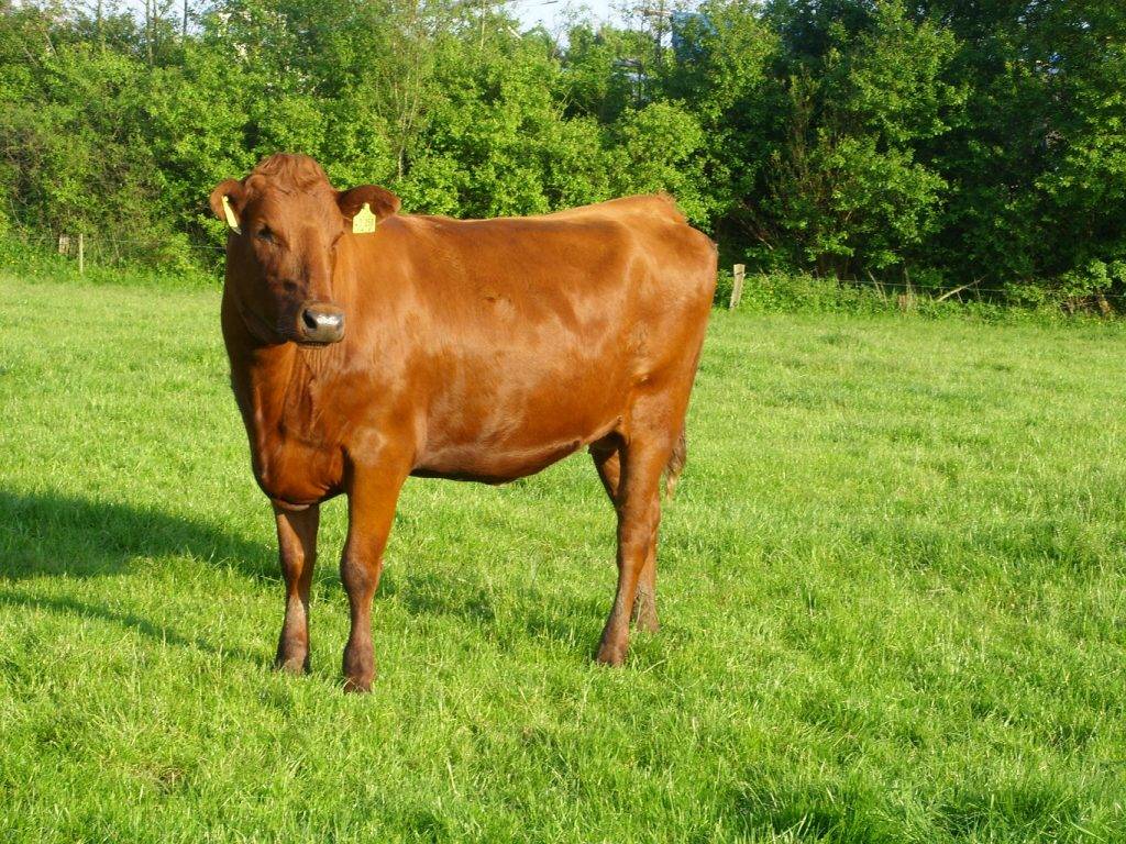 Датская красная порода коров — характеристики и особенности внешнего вида, отела, молока, мяса, частота заболеваемости — moloko-chr.ru