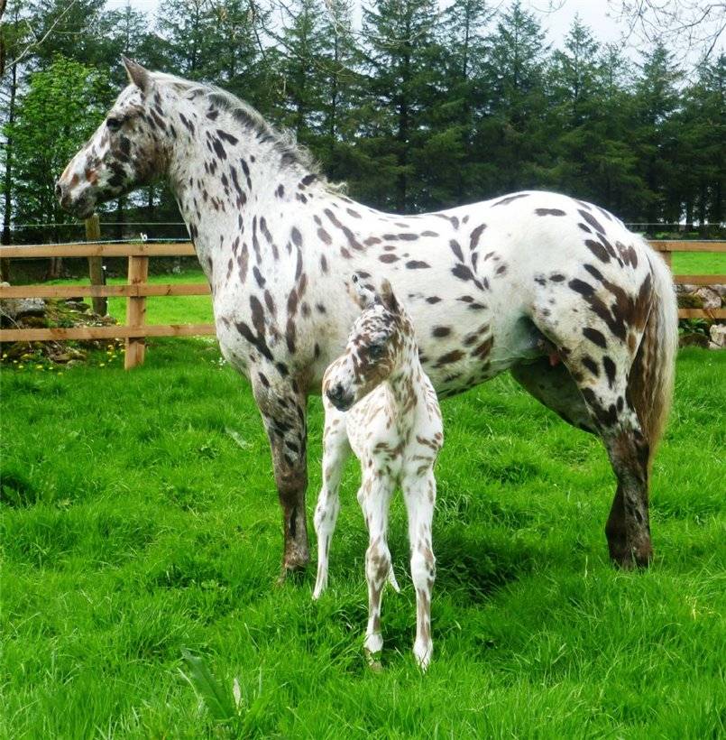 21 самая красивая порода лошадей