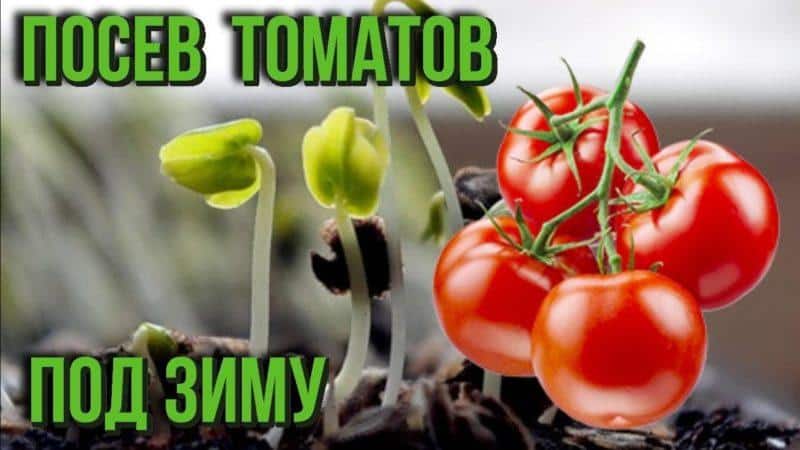 Вся правда о подзимней посадке томатов