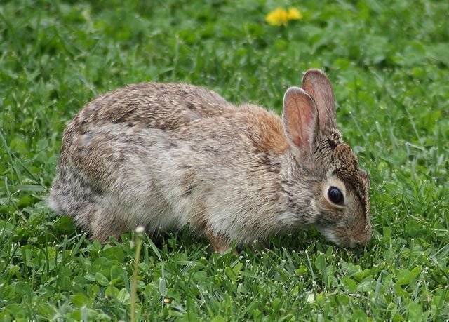 Можно ли кормить кроликов полынью: как правильно давать?
