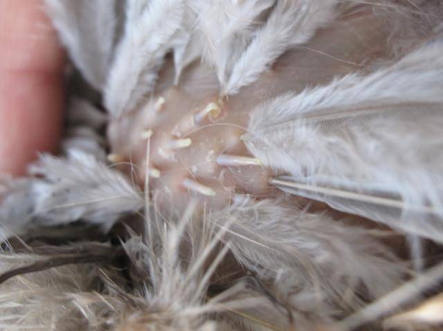 Куры лысеют: советы ветеринара, почему выпадают перья зимой
