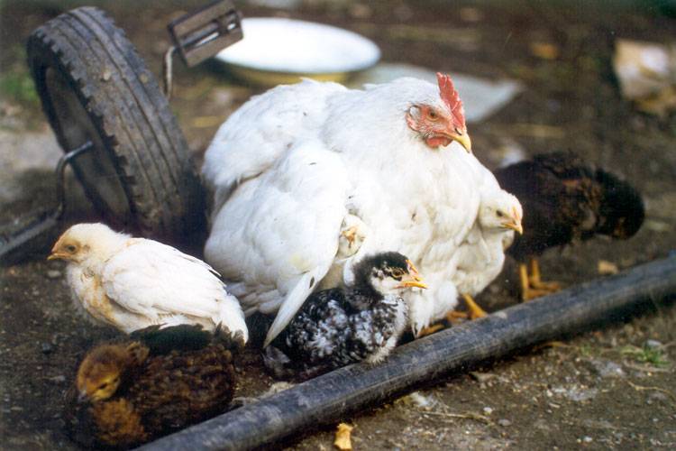 Пуллороз у цыплят: признаки и лечение