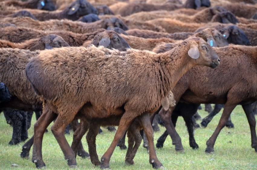 Гиссарская порода овец: обзор, содержание и уход