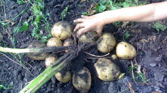 Выращивание картофеля на одном и том же месте
