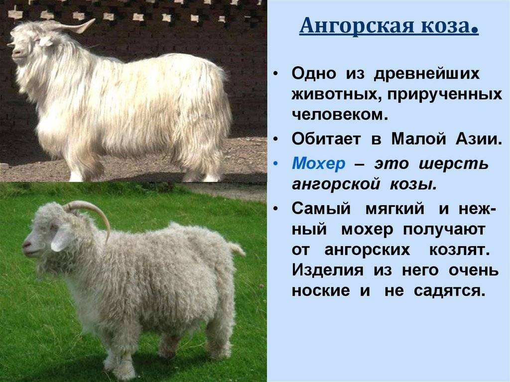 Ангорская порода коз: описание породы, фото