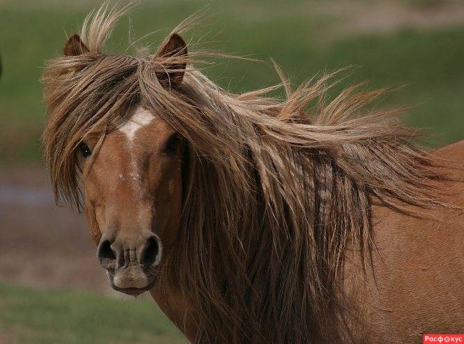 Ахалтекинская лошадь: использование и особенности разведения