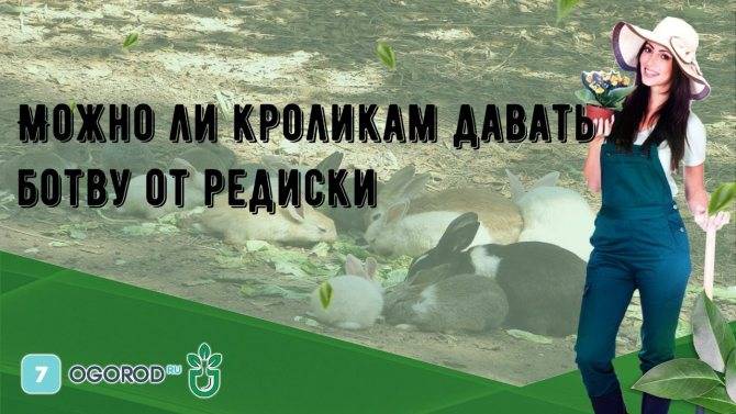 ᐉ можно ли дать кроликам редиску или ботву от нее? - zooon.ru