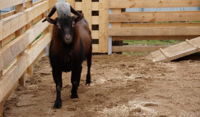 Описание чешской породы коз и правила содержания, сколько стоят животные