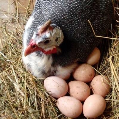 Как и с какого возраста несутся цесарки в домашних условиях, количество яиц