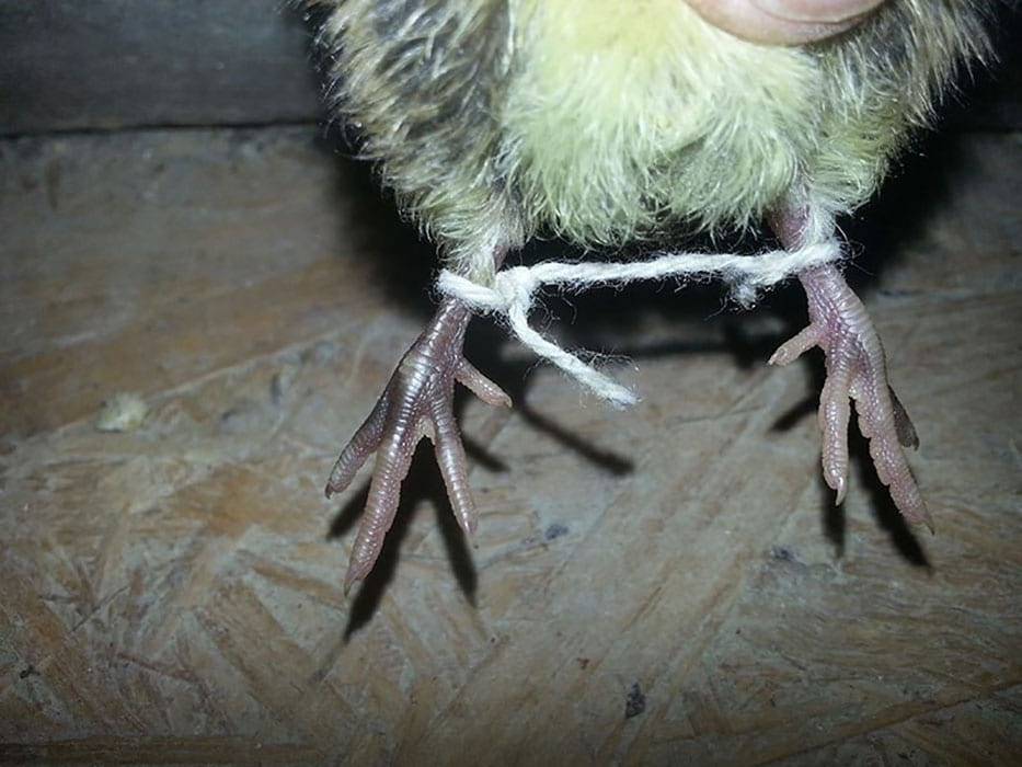 Курица захромала на одну ногу: что делать, как лечить