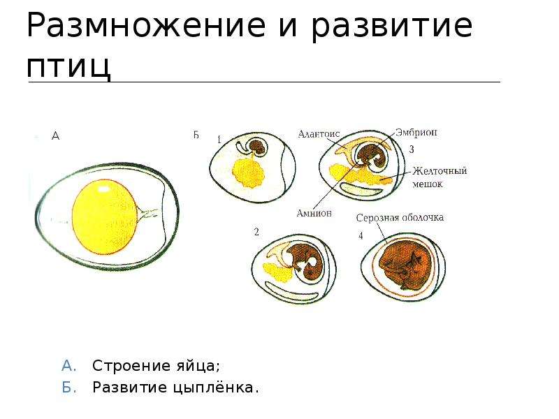 Развитие цыпленка в яйце: описание процесса по дням