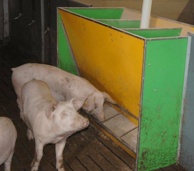 Бункерная кормушка для свиней своими руками (чертеж и фото)