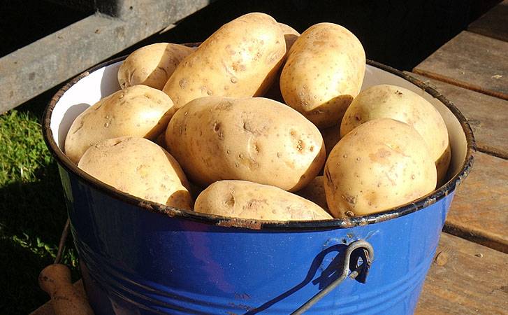 Как сохранить картофель в земле до весны зимой: как сделать яму на даче своими руками и засыпать туда клубни, действительно ли такой метод хороший