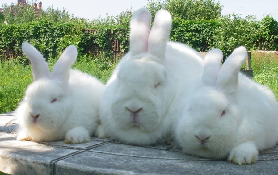 Кролики калифорнийской породы — описание, кормление и содержание, перспективы разведения. | cельхозпортал