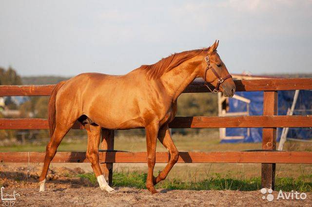 Донская порода лошадей: описание и особенности