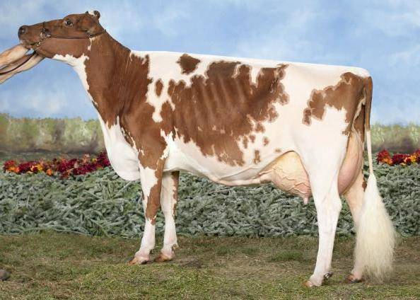 Айрширская порода коров — перспективный конкурент голштинцев