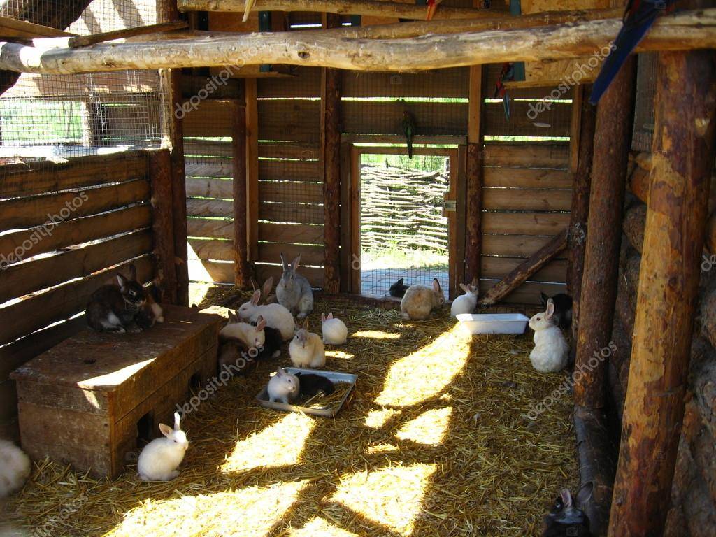 Как сделать сарай для коров с кормушками — подробная инструкция