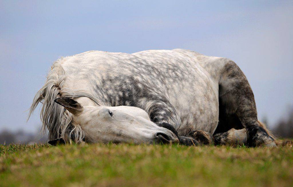 Как спят лошади: в каком положении (лёжа или стоя), где и сколько, картинки, фото