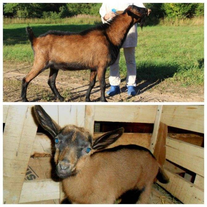 Чешские козы – бурая короткошерстная порода коз 2021