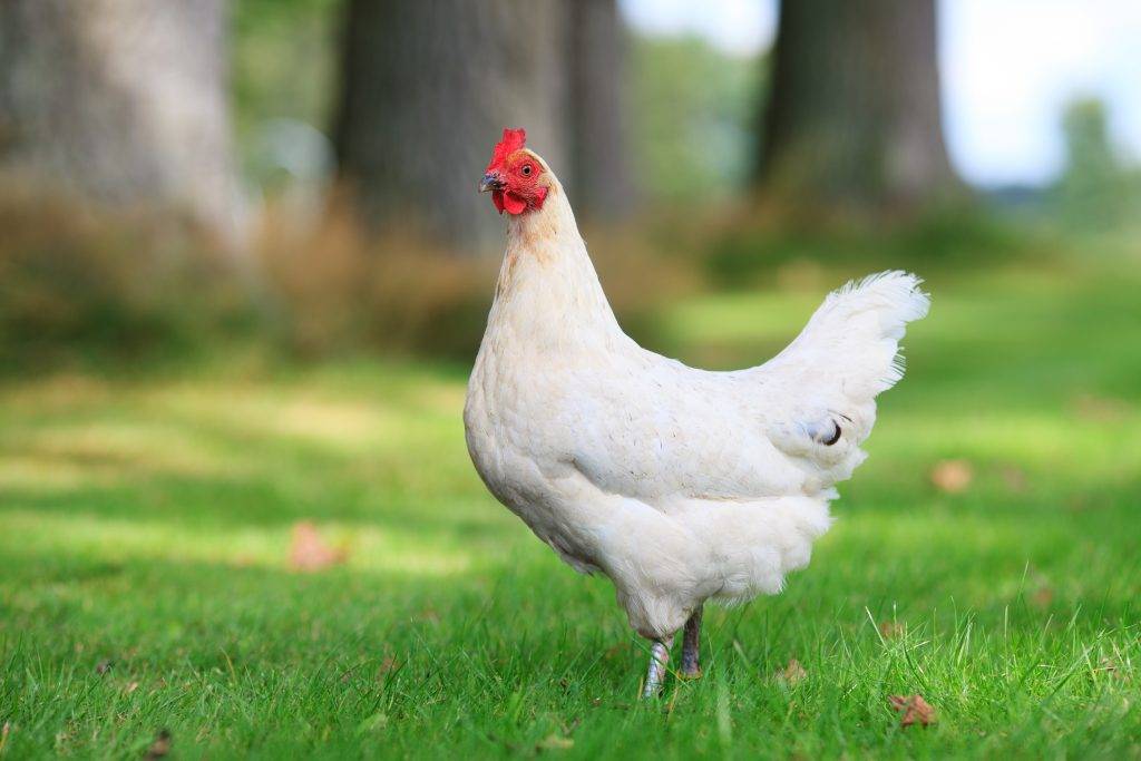 Бресс гальская порода кур: описание, содержание и кормление