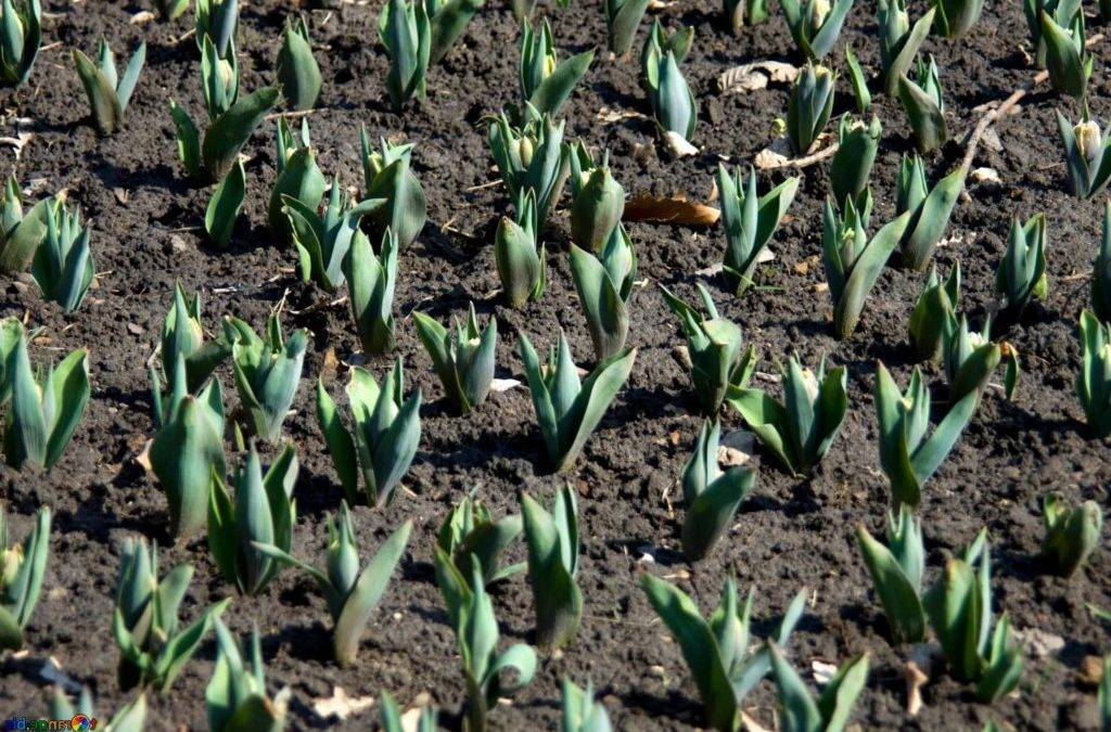 Эффективные практические советы для осенней посадки тюльпанов