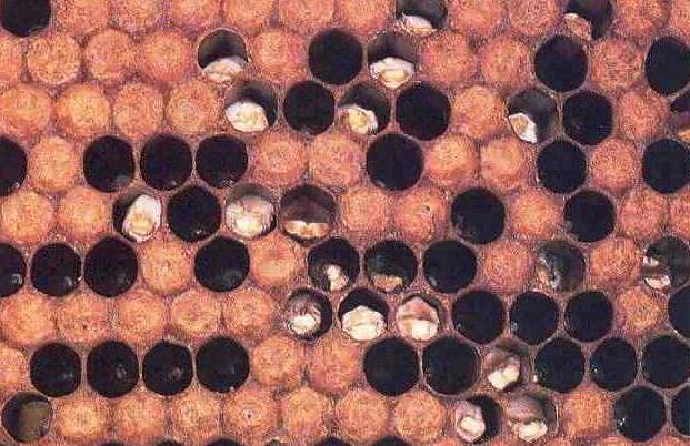 Характерные признаки пчелиного аскосфероза и его лечение