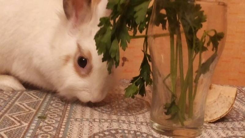 Можно ли давать кроликам петрушку и укроп: правила и нормы кормления