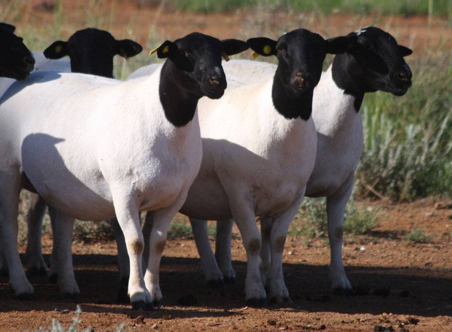 Порода овец дорпер: характеристика, разведение, фото, отзывы