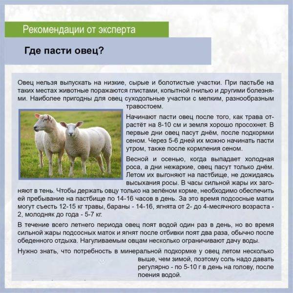 Содержание и кормление овец и баранов: технология и правильный рацион
