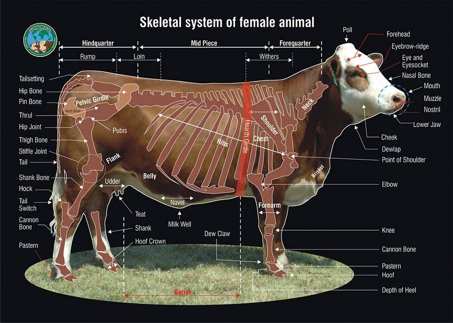 Строение внутренних органов коровы фото