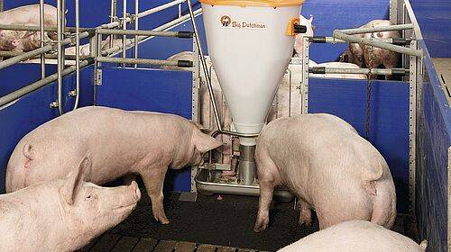 Кормление свиней: обзор рациона хряков-производителей