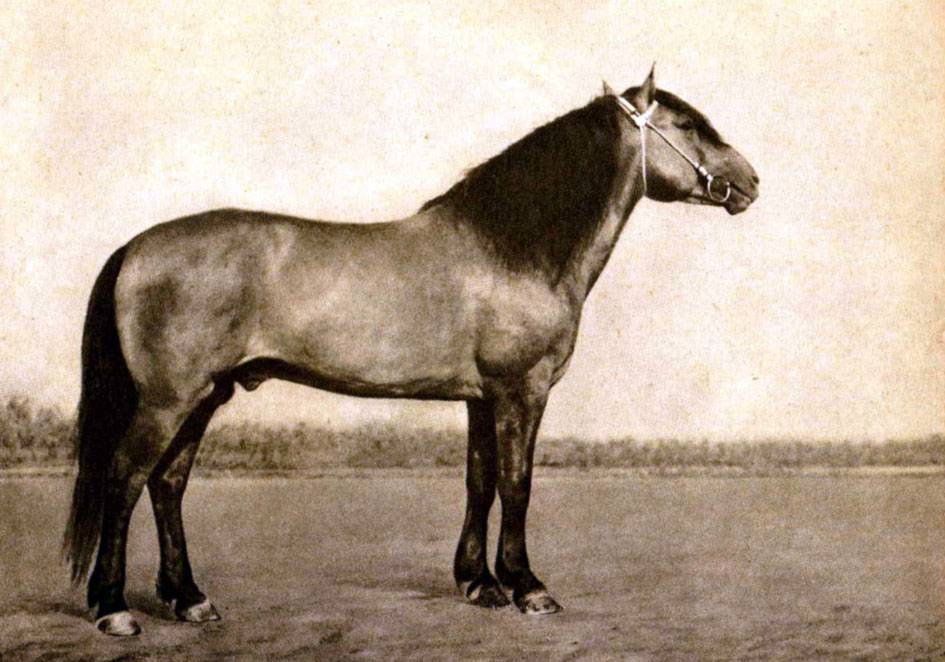 Башкирская лошадь: описание и содержание породы, достоинства и недостатки, особенности ухода, фото