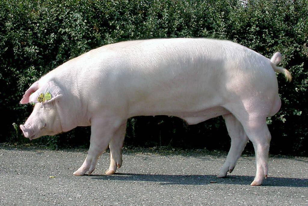Описание и характеристика породы свиней ландрас