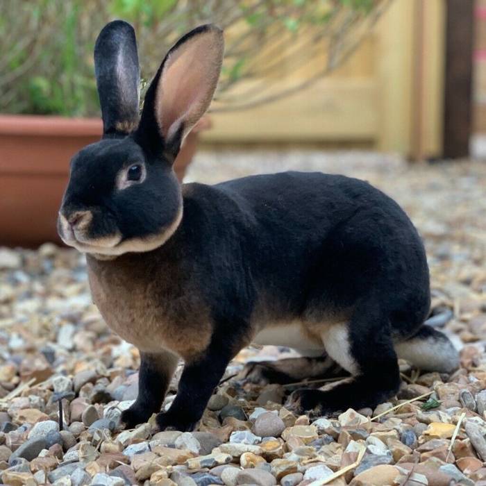 Чёрно-бурый кролик: особенности и содержание породы
