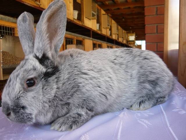 Кролики породы рекс — важные рекомендации по содержанию