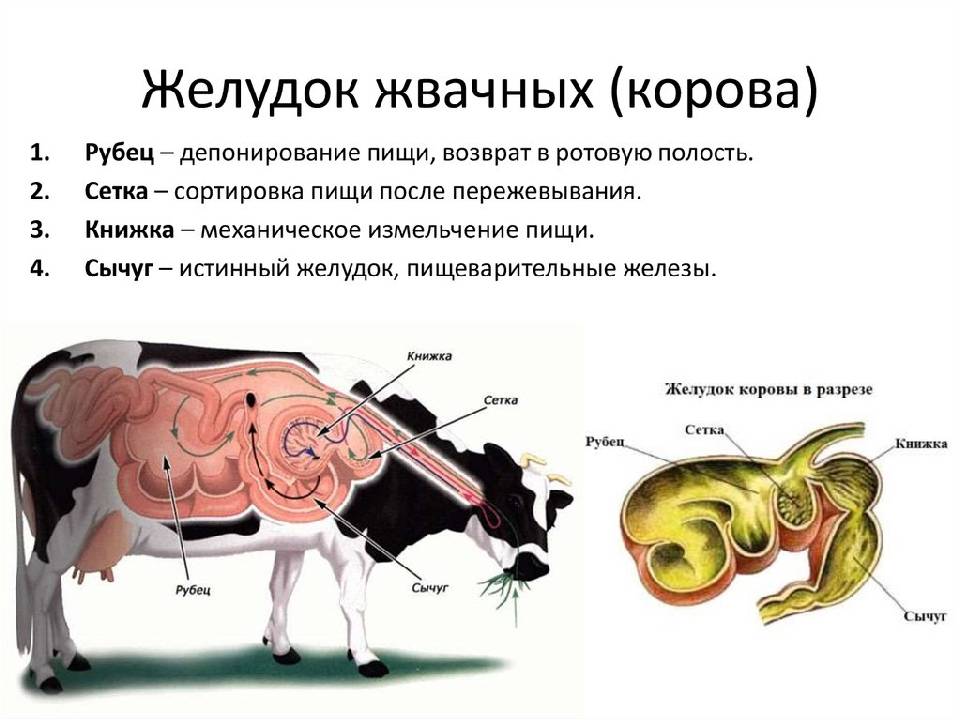 Особенности строения желудка коровы