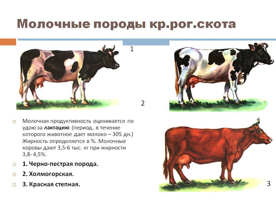 ✅ о ярославской породе коров и телят: описание и характеристики, содержание, уход