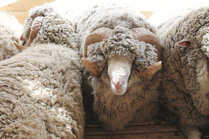 Цигайская порода овец: описание, характеристика, особенности содержания и отзывы