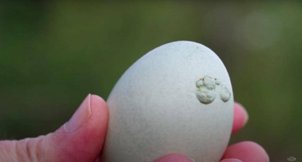 Тонкая скорлупа куриных яиц причины и что делать зимой и летом
