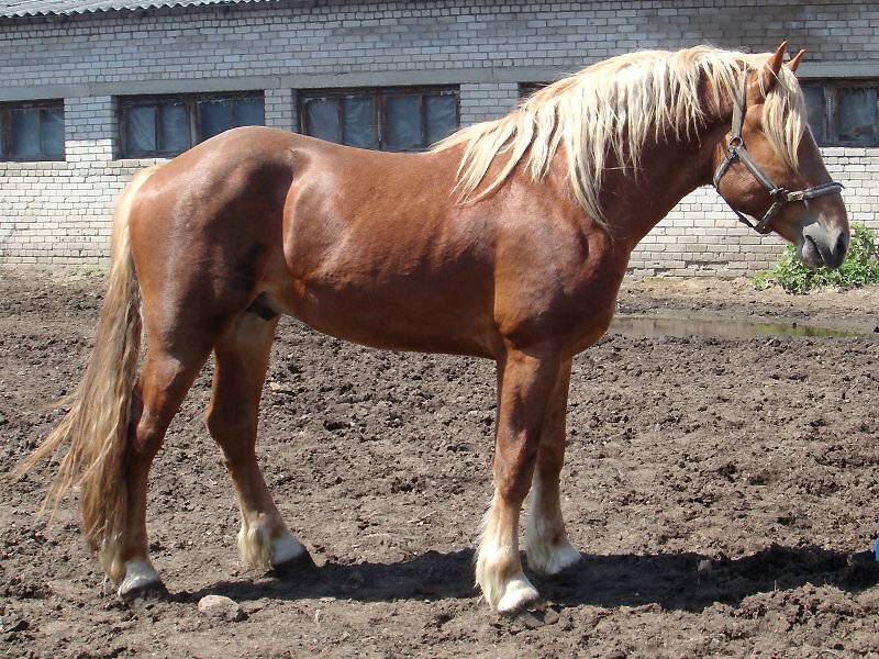 Порода лошадей – владимирский тяжеловоз: особенности, уход, содержание и разведение
