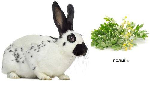 Можно ли давать кроликам полынь: польза или вред, как кормить полынью