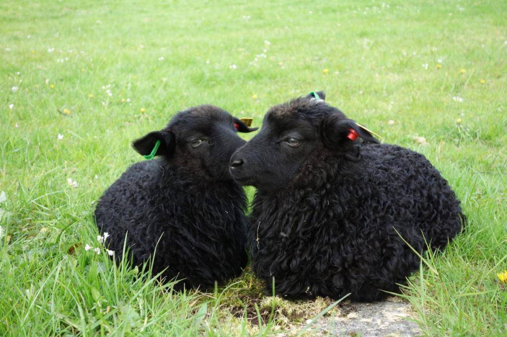 Карачаевская порода овец: характеристика, описание, фото